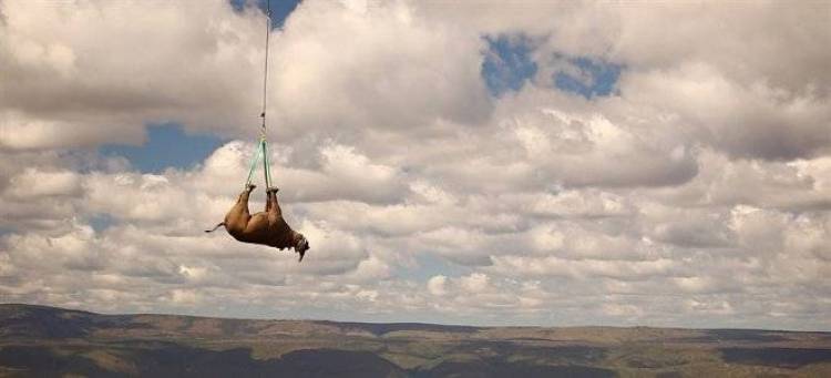 Πετάει ο ρινόκερος - Εντυπωσιακή μεταφορά των τεράστιων ζώων με ελικόπτερο (photos)