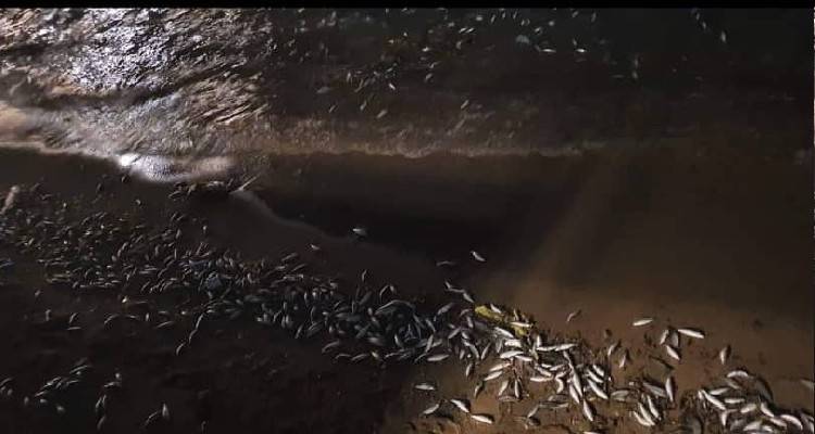 Νεκρά ψάρια γέμισε ο Ρωμέικος Γιαλός (photos + video)