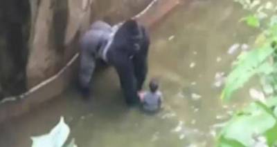 Τετράχρονος έπεσε στα χέρια γορίλα σε ζωολογικό κήπο | Τον άρπαξε και τον έσυρε (video)