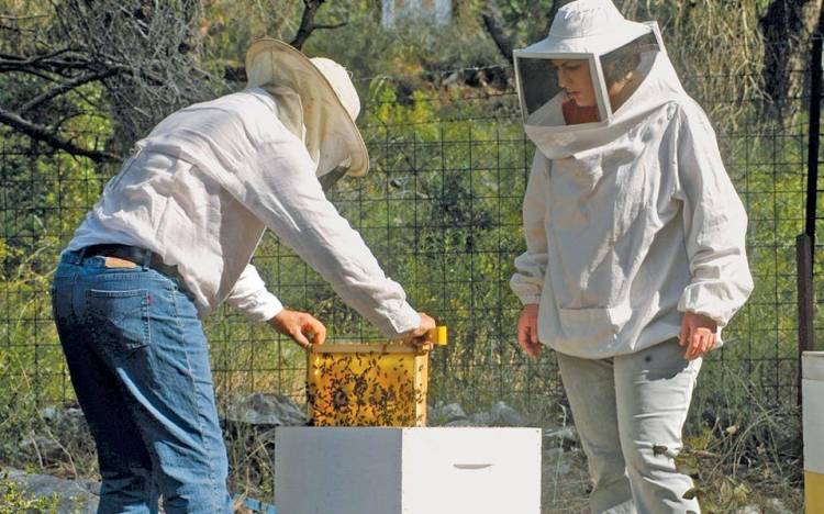 Tο μέλι Ολύμπου, το πιo ισχυρό και γευστικό αντιβιοτικό του κόσμου
