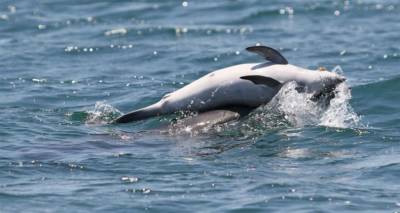 Συγκλονιστικές εικόνες: Δελφίνι κουβαλάει το νεκρό μωρό του (photos + video)