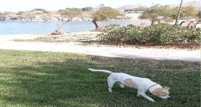 Λήμνος: Με έως 1.800€ πρόστιμο κινδυνεύει ιδιοκτήτης σκύλου