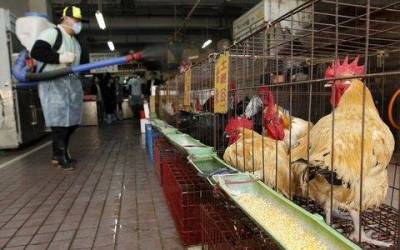 Κίνα: Εννέα νεκροί από τη νέα γρίπη των πτηνών