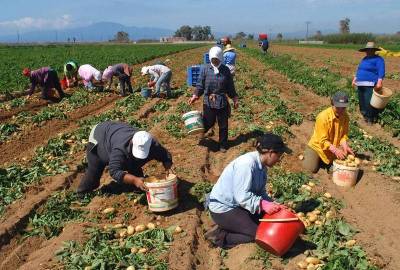 Στρεμματική ενίσχυση για τους παραγωγούς πατάτας και φασολιών στη Λήμνο