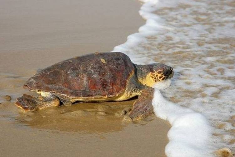 Ψόφια θαλάσσια χελώνα σε παραλία της Μύρινας (photos)