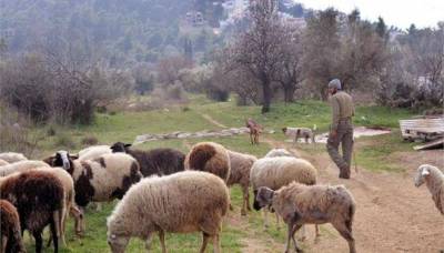 Εξαπλώνεται επικίνδυνα ο καταρροϊκός πυρετός των προβάτων στην Ελλάδα σύμφωνα με κτηνοτρόφους