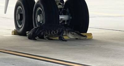 Απίστευτο περιστατικό στη Φλόριντα: Αλιγάτορας... στρογγυλοκάθισε μπροστά από ρόδες αεροσκάφους [βίντεο]