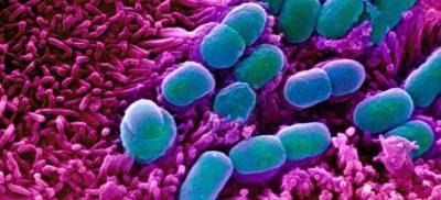 Οι φίλοι μας τα βακτήρια - Πώς τα μικρόβια προστατεύουν τον οργανισμό μας