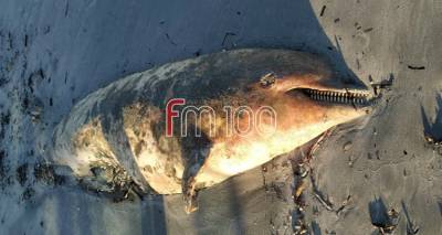 Λήμνος: Νεκρό δελφίνι εντοπίστηκε στο Κέρος (photo)