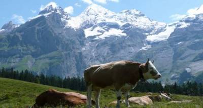 Η Ελβετία αναζητά αγρότες με 3 χιλιάδες μισθό