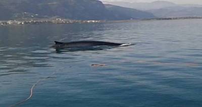 Πτεροφάλαινα 12 μέτρων εντοπίστηκε στο Μαλιακό Κόλπο (video)