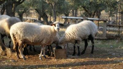 Εντομοαπωθητικά σε κτηνοτροφικές μονάδες της Λήμνου που πάσχουν από καταρροϊκό πυρετό