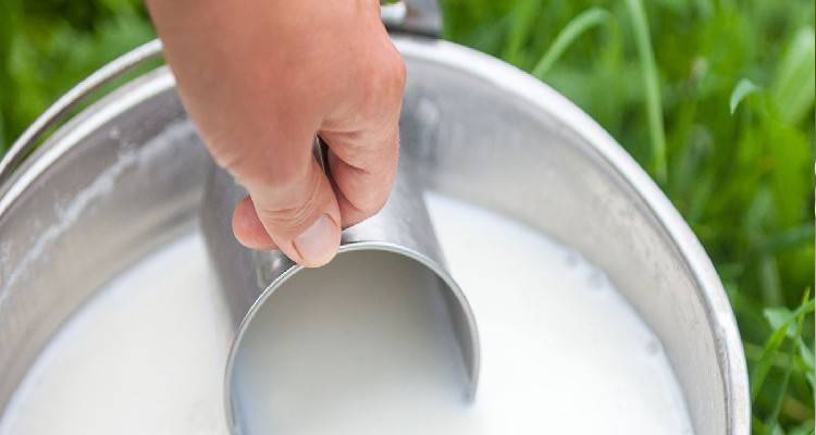 Μάχη για το αιγοπρόβειο γάλα Λέσβου-Λήμνου, η λήξη της καραντίνας φέρνει νέα άνοδο