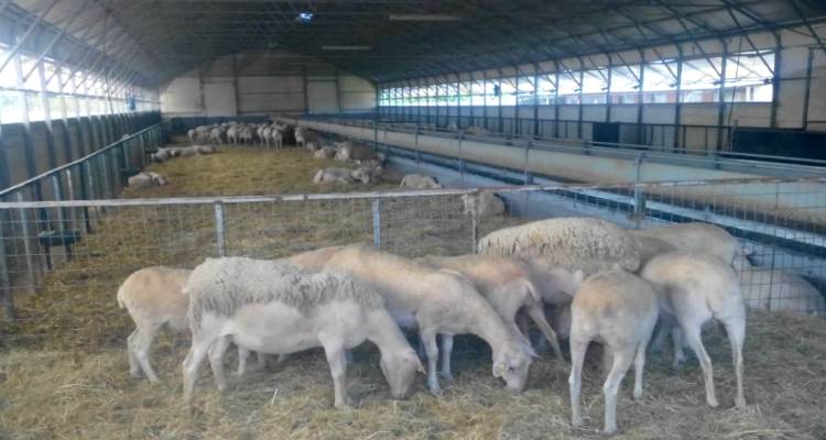 Terra Lemnia: Ανοιχτός διαγωνισμός για την κατασκευή προβατοστασίου στη Λήμνο