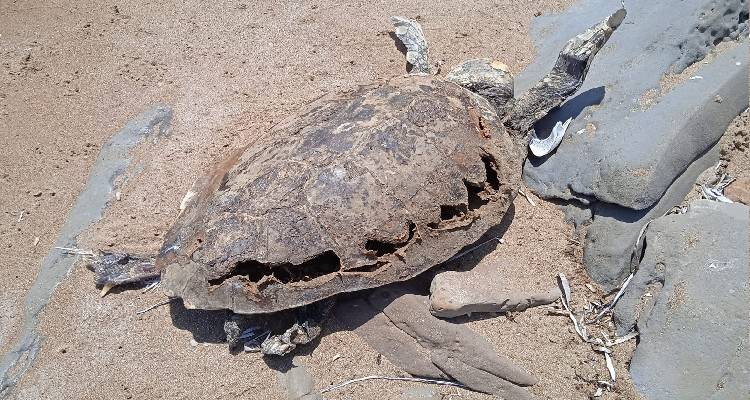 Λήμνος: Ακόμη μια νεκρή χελώνα στο νησί!