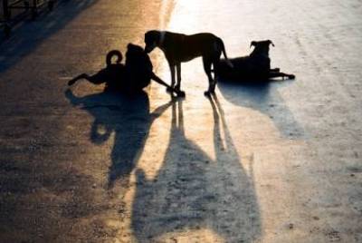 Ανοιχτή πληγή τα αδέσποτα σκυλιά στην περιοχή του Μούδρου (mp3)