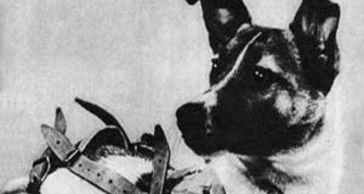 60 χρόνια από το θάνατο της Λάικα | Η αδέσποτη σκυλίτσα που θυσιάστηκε για την εξερεύνηση του διαστήματος
