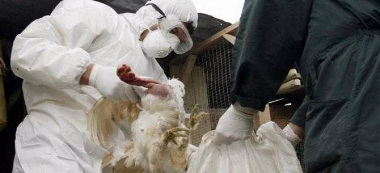 Εκτακτα μέτρα στη Σανγκάη για την αποφυγή διάδοσης της γρίπης των πτηνών