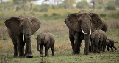 Η Ζιμπάμπουε πουλάει ελέφαντες