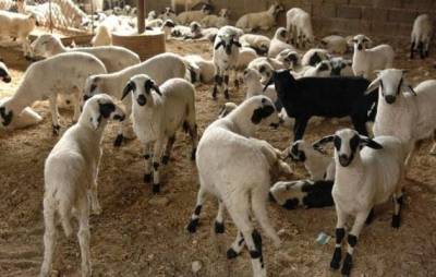 Κρούσματα Καταρροϊκού Πυρετού σε αιγοπρόβατα της Λήμνου