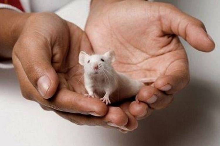 Ιατρικό επίτευγμα: Τελείως τυφλά ποντίκια ξαναβρήκαν το φως τους